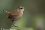 Wren