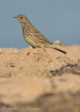 Rock Pipit