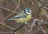 Blue Tit