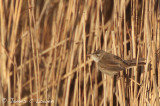 Paddyfield Warbler