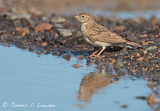 Lesser Short-toed Lark