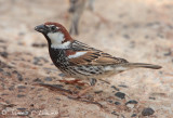 Spanish Sparrow