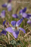 Hairy Violet