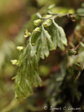 Tunbridge Filmy Fern