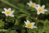 Wood anemone