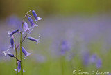 Bluebell