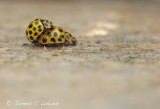 24spot ladybird