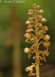 Birds-nest Orchid