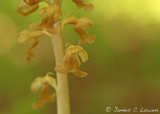 Birds-nest Orchid