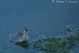 Natterjack Toad