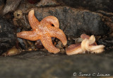 *NEW* Common starfish