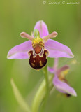 Bee Orchid