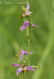 Wasp Orchid