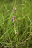 Wasp Orchid
