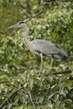 *NEW* Grey Heron