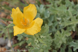 Yellow-horned Poppy