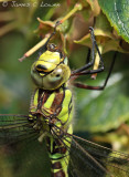 Southern Hawker