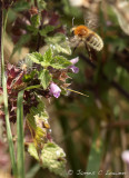 Brown-banded Carder Bee