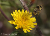 Shrill Carder Bee