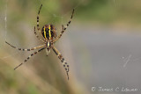 Wasp Spider