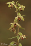 Narrow-lipped Helleborine