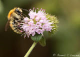 Brown-banded Carder Bee