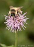 Shrill Carder Bee
