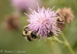 Shrill Carder Bee