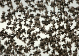 Starlings