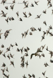 Starlings with Peregrine