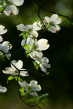 0098 dogwood restrospective web.jpg