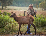 Tame Elk in Boxley Valley