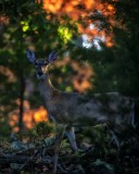 Woodland Doe at Sunrise