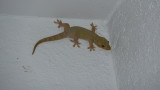 Geckos on the veranda