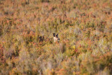 Capreolus capreolus (Corzo, Roe deer)