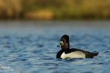 Ring-necked duck*