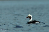 Long-tailed duck