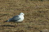 Ring-billed gull*