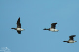 Brent goose (sub.sp. hrota)