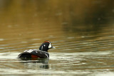 Harlequin duck