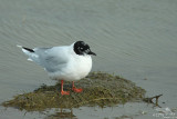 Little gull*