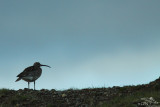 Whimbrel