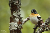 Brambling