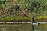 Ring-necked duck*