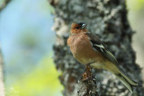 Common chaffinch