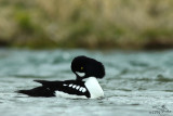 Barrows goldeneye