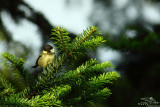 Coal tit