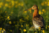 Black-tailed godwitt (sub.sp. islandica)