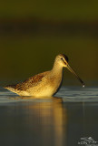 Long-billed dowitcher*