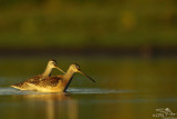 Long-billed dowitcher*